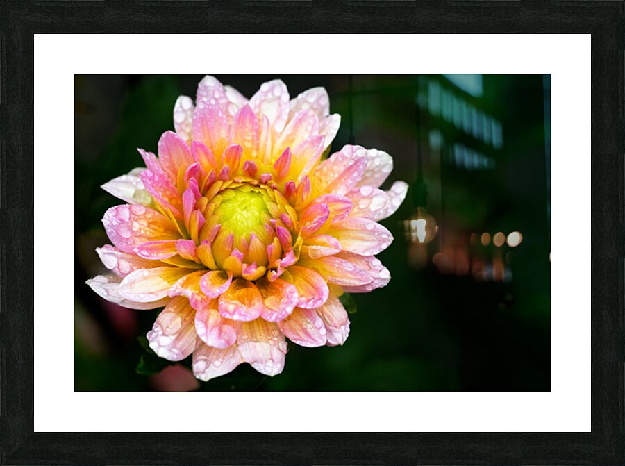 Dahlia and Raindrops Picture Frame print