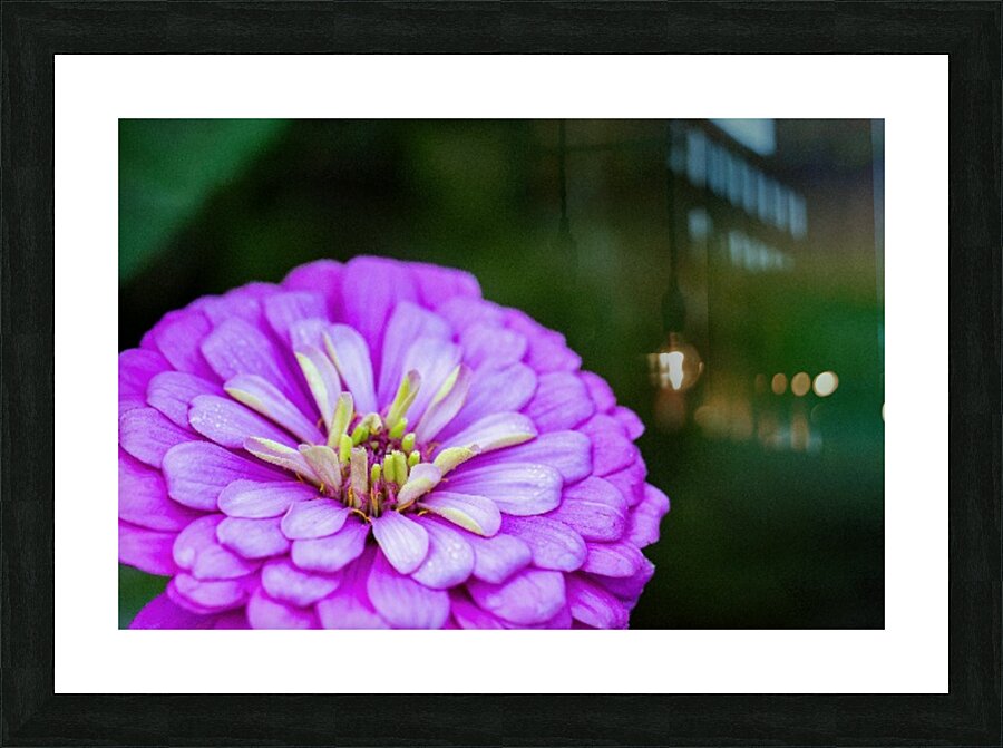 Glistening Purple Zinnia  Picture Frame print
