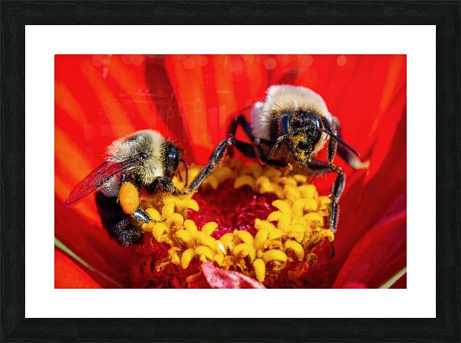 Busy Bees Picture Frame print