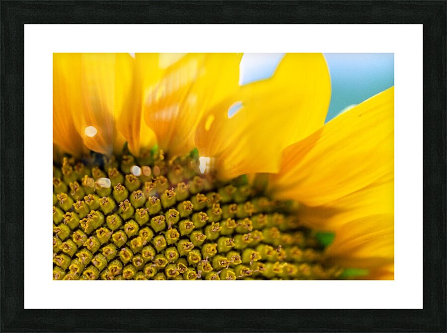 SunFlower Close Up Picture Frame print