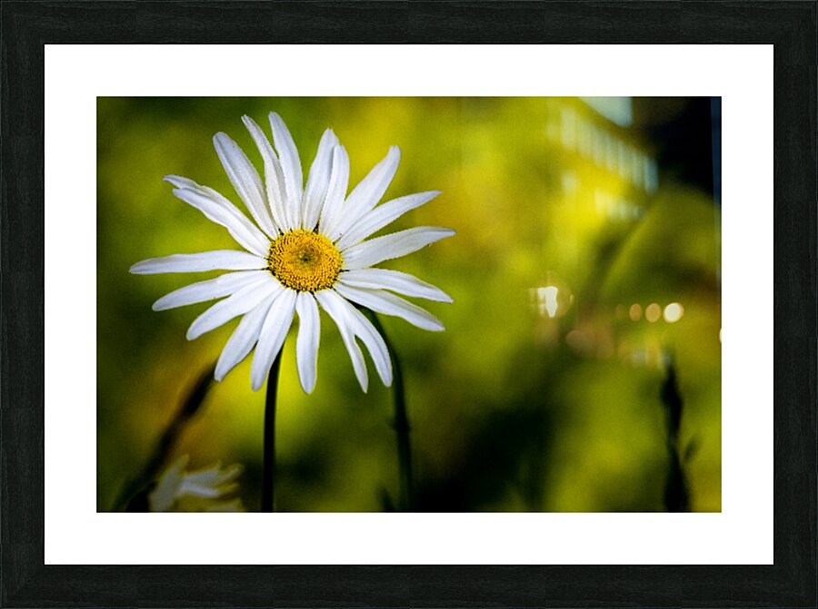 A Solitary Daisy Picture Frame print