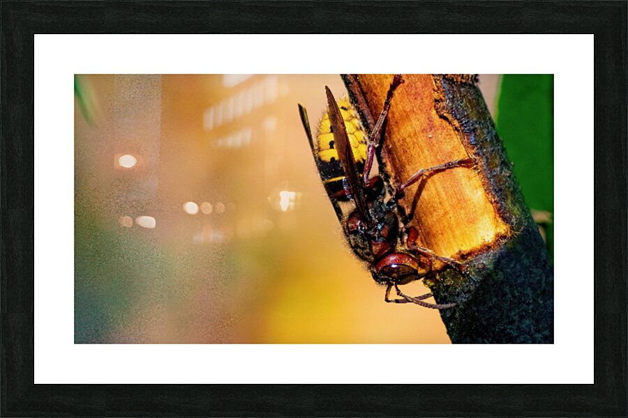 Hornet Collecting Bark for a Nest Picture Frame print