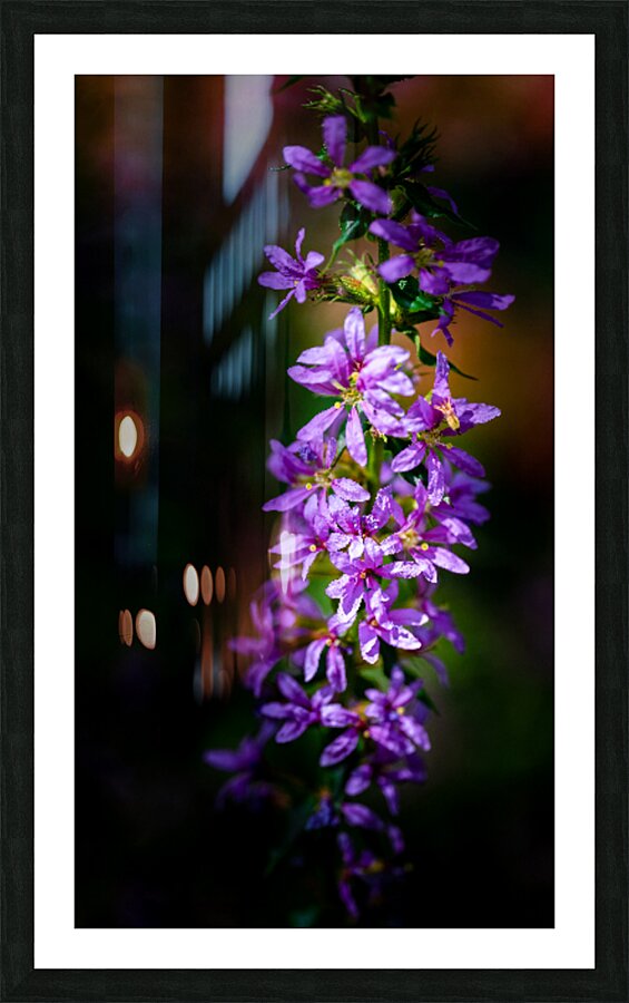 Purple Loosestrife Picture Frame print