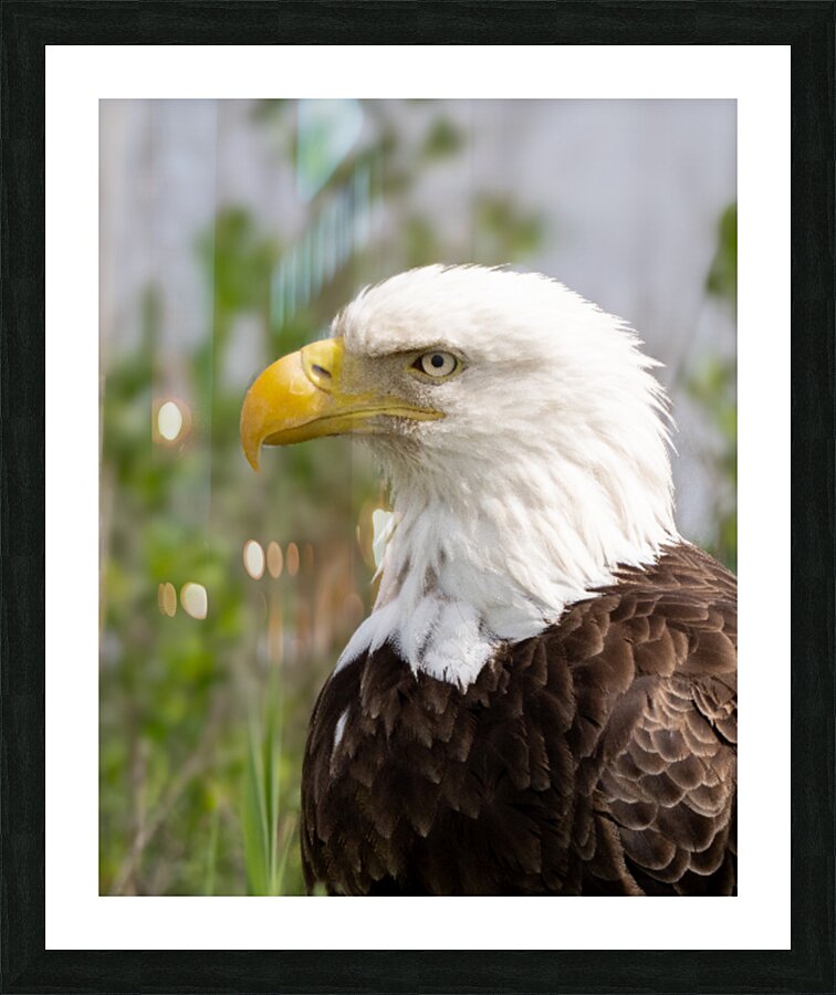 North American Bald Eagle Picture Frame print