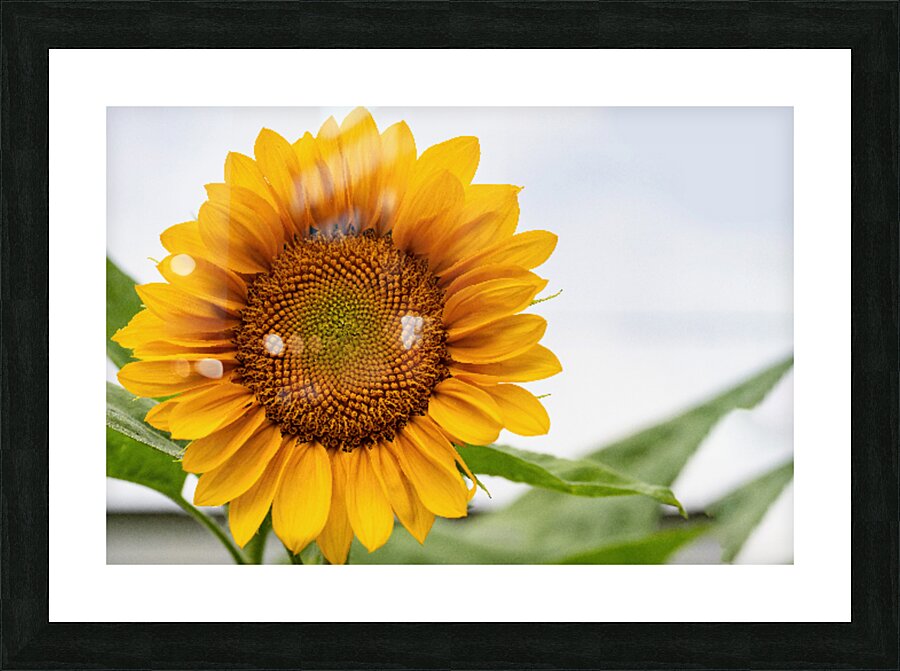 Sun Flower Picture Frame print