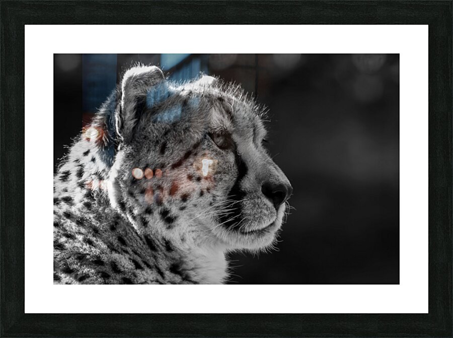 Cheetah Picture Frame print
