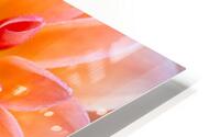 Peach Dahlia with a splash of Purple HD Metal print