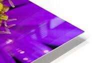 Purple Aster HD Metal print