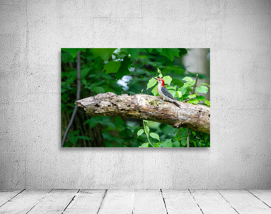 Red Belly Wood Pecker Wall Preview