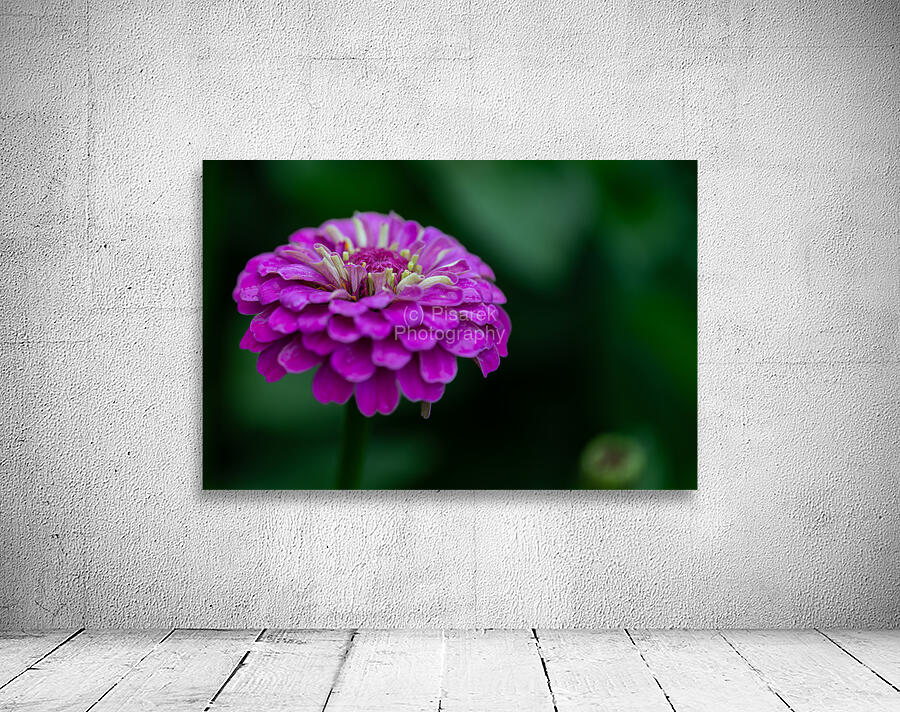 Zinnia Wall Preview