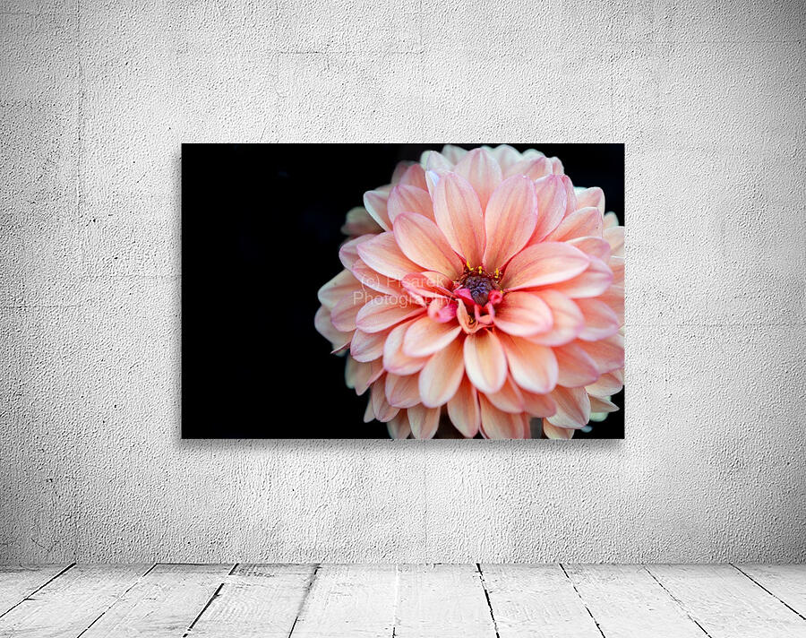 Pink Dahlia Wall Preview
