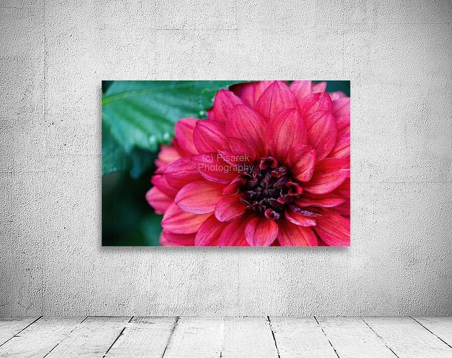 Dark Pink Dahlia Wall Preview