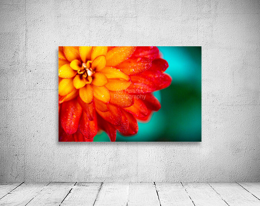 Orange and Yellow Zinnia Wall Preview