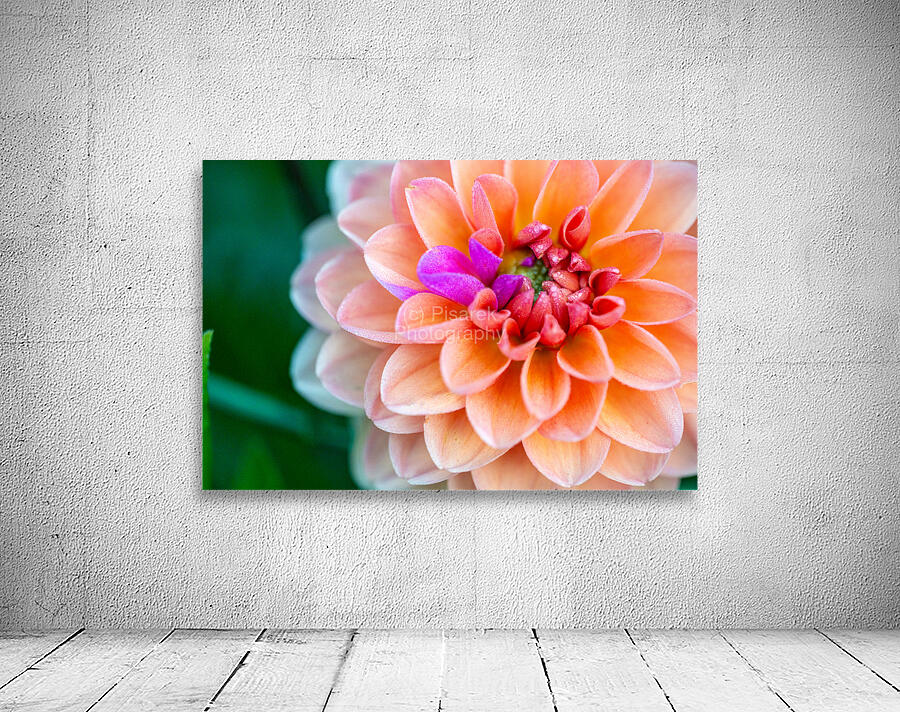 Peach Dahlia with a splash of Purple Wall Preview