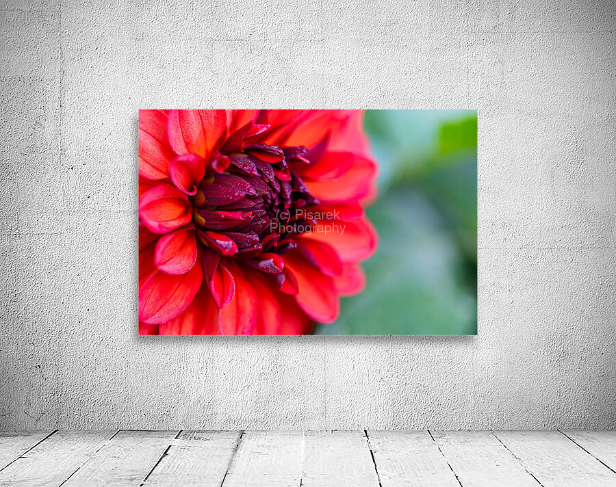 Vibrant Scarlet and Magenta Dahlia Wall Preview