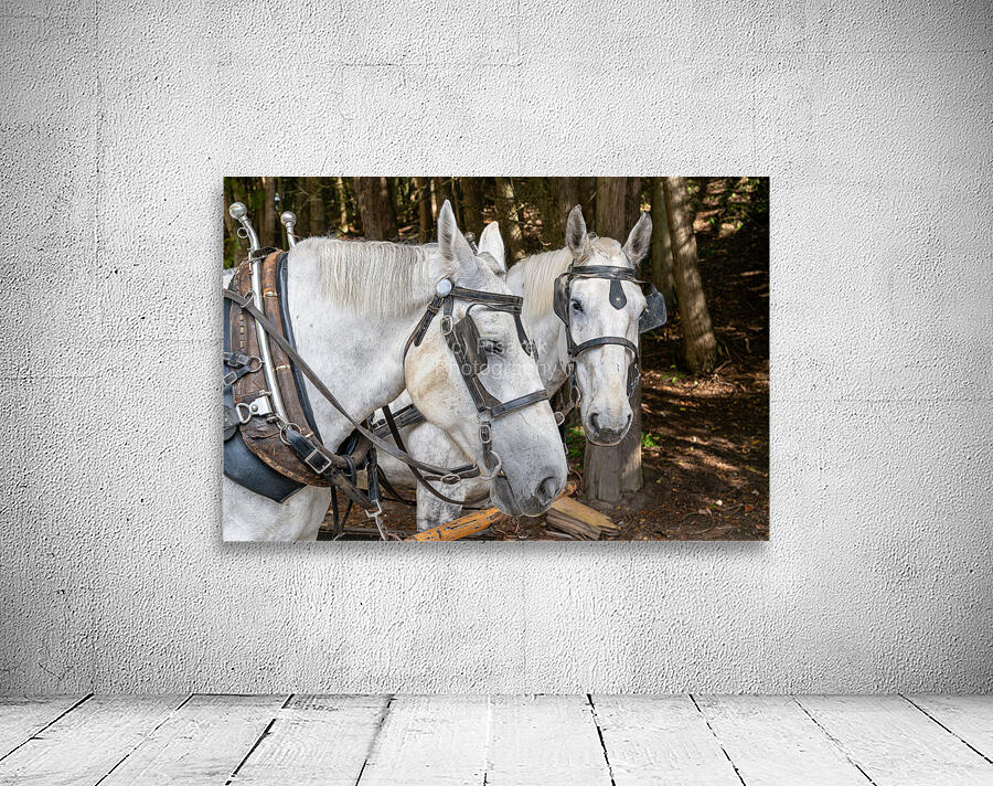 A pair of White Horses Wall Preview