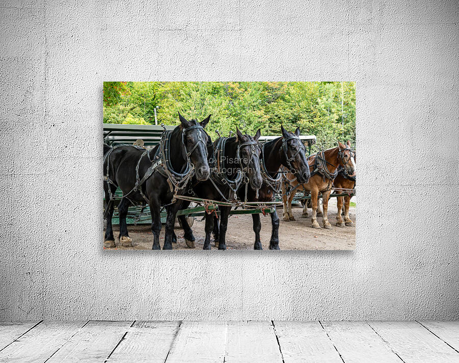 Teams of Horses Wall Preview