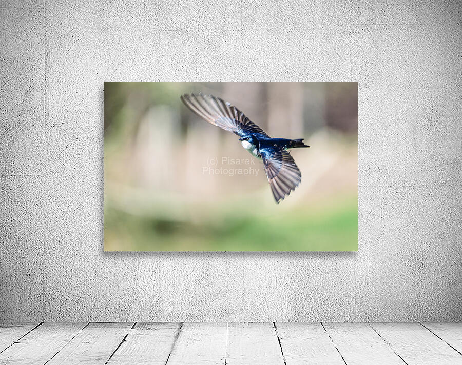 A Tree Swallow in Flight Wall Preview