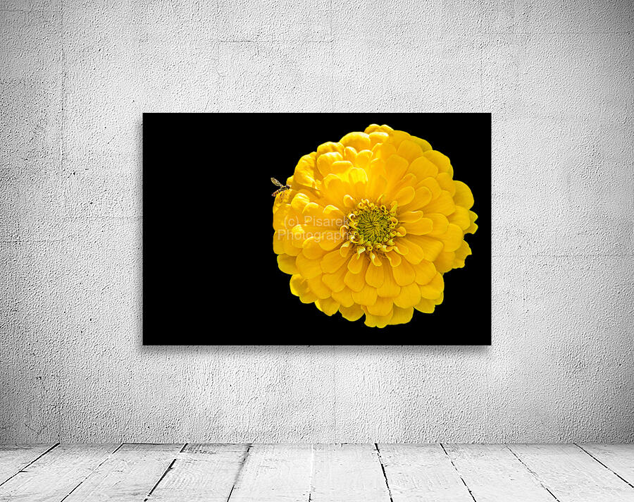 Yellow Zinnia and a Hoverfly Wall Preview