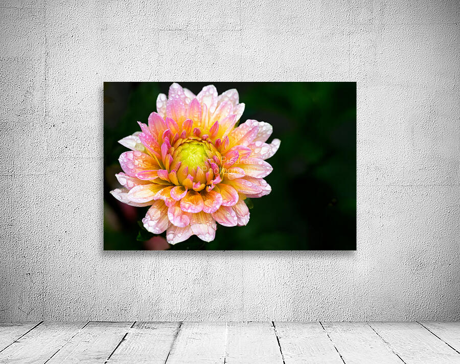 Dahlia and Raindrops Wall Preview