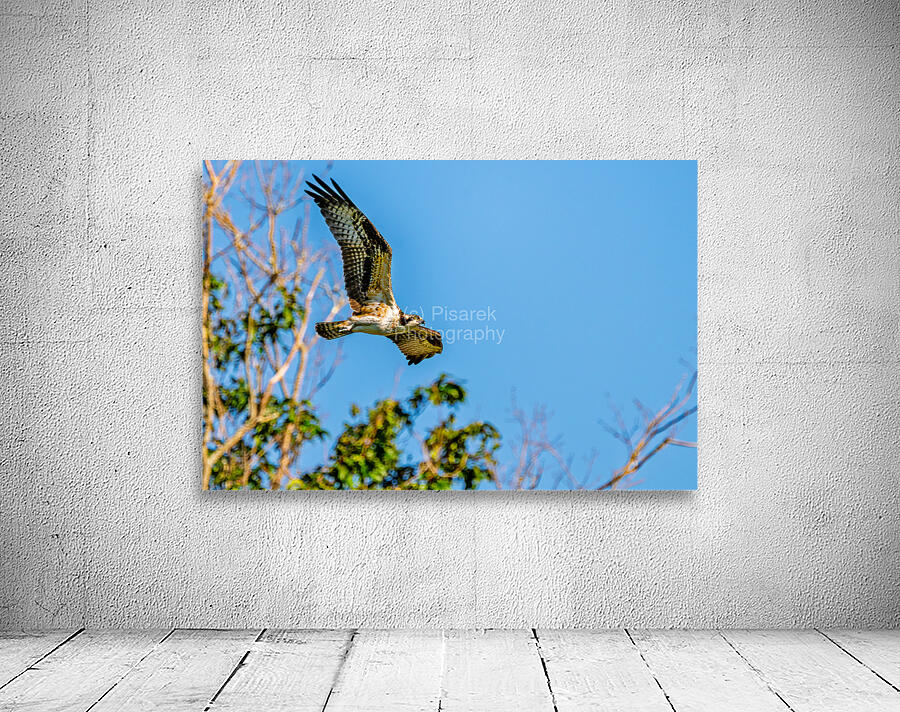 An Osprey Soars Wall Preview