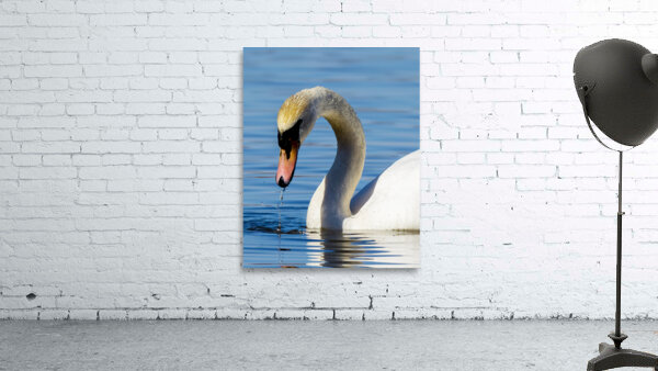 Swan on a Lake Wall Preview