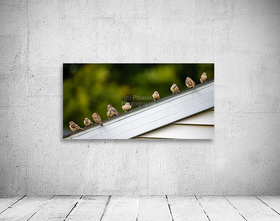 Sparrows on a Roof Wall Preview