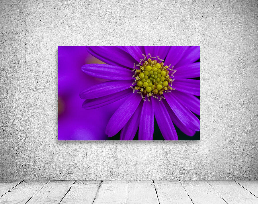 Purple Aster Wall Preview