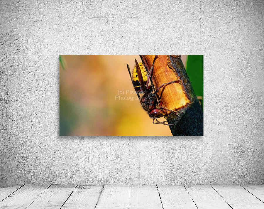 Hornet Collecting Bark for a Nest Wall Preview