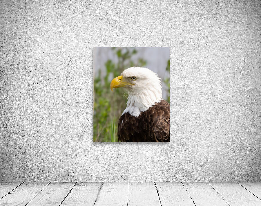 North American Bald Eagle Wall Preview
