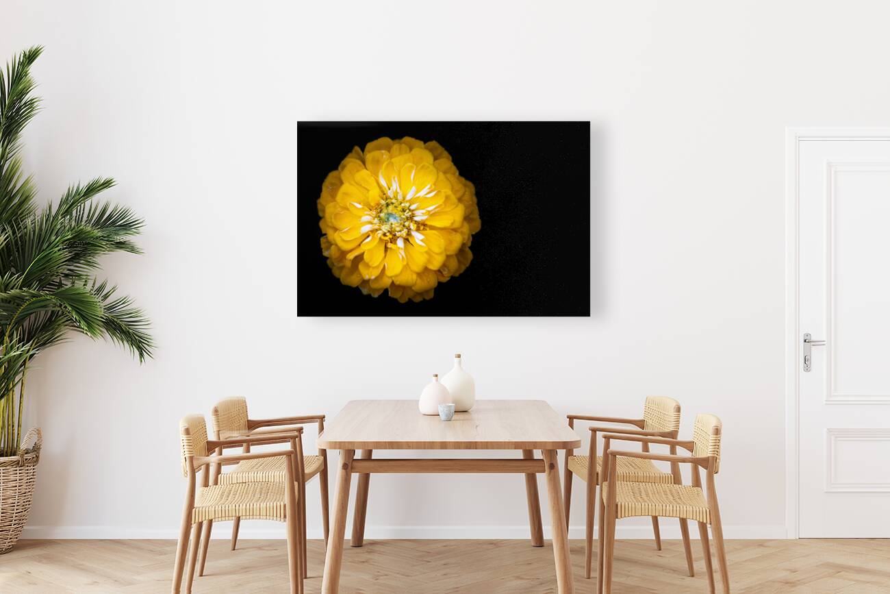 Yellow Zinnia Reproduction