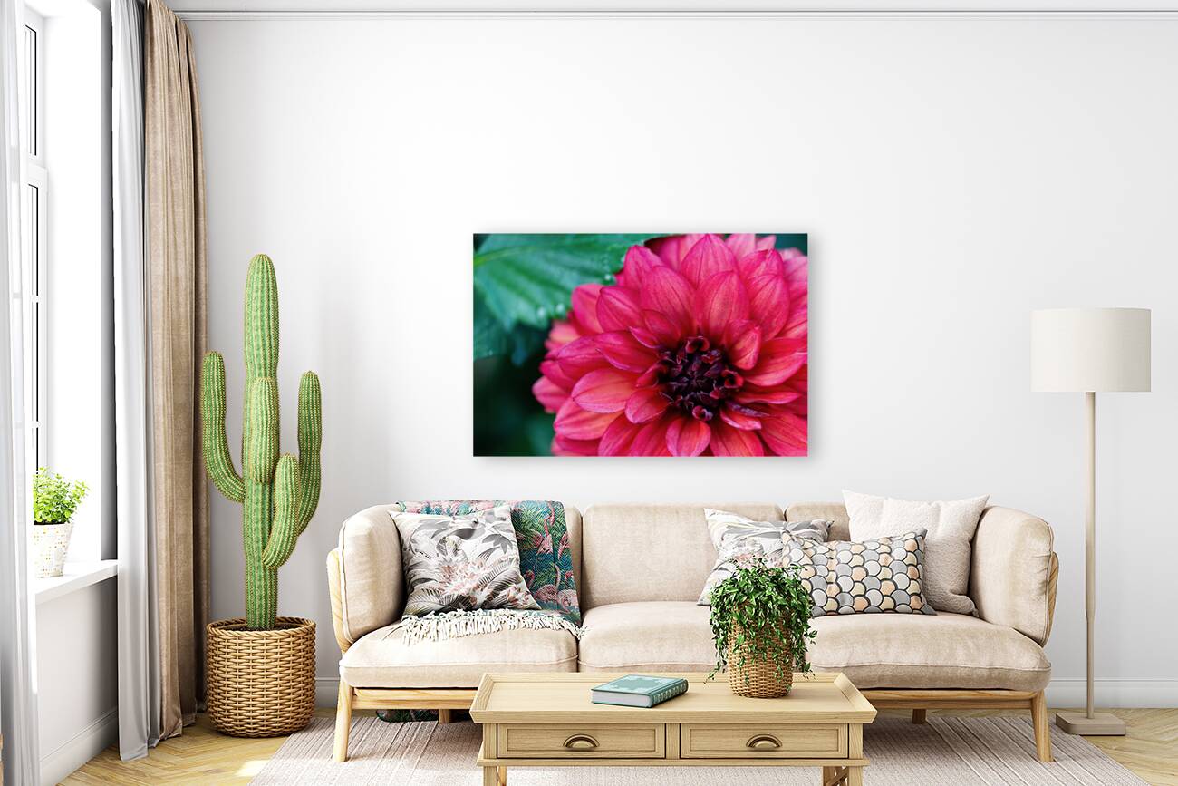 Dark Pink Dahlia Reproduction