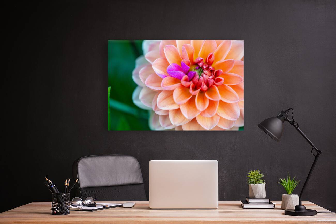 Peach Dahlia with a splash of Purple Reproduction