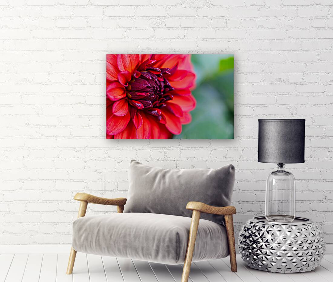 Vibrant Scarlet and Magenta Dahlia Reproduction