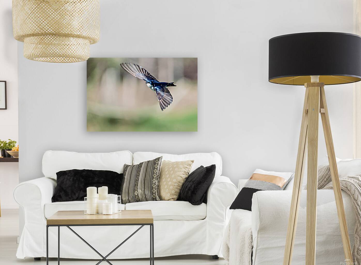 A Tree Swallow in Flight Reproduction