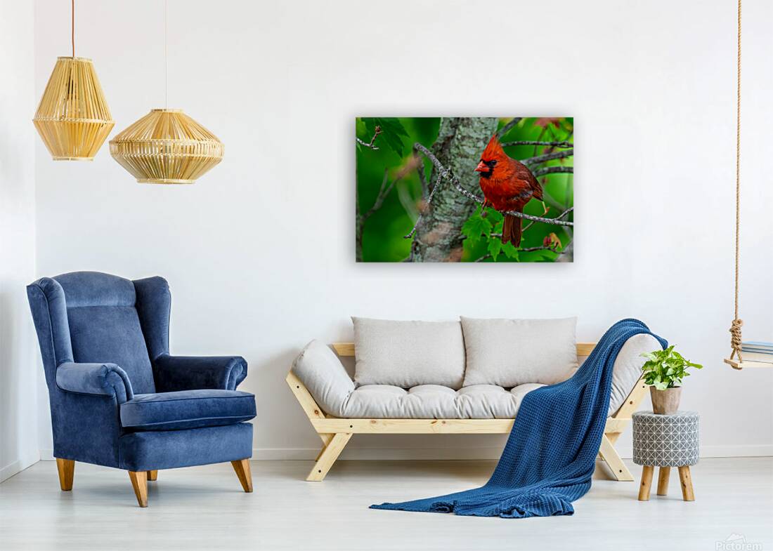 Northern Cardinal  Reproduction