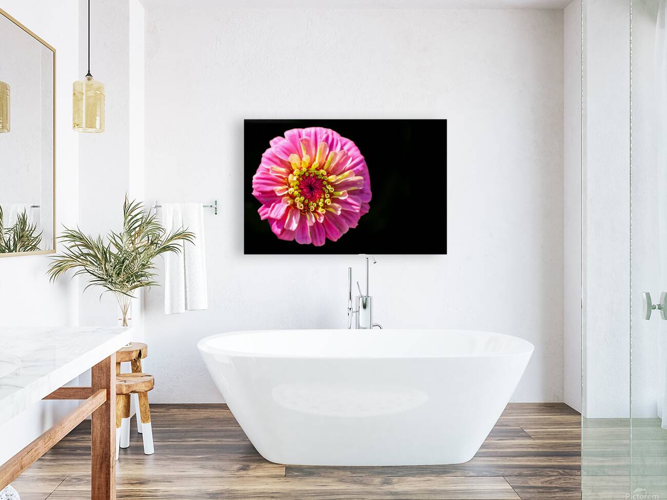 Pink and Yellow Zinnia Reproduction