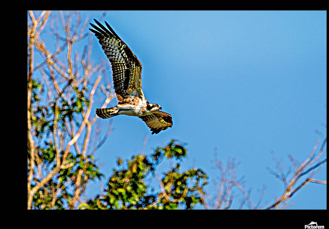 An Osprey Soars Reproduction