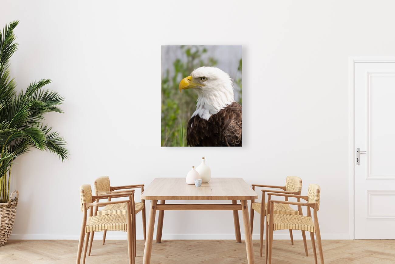 North American Bald Eagle Reproduction