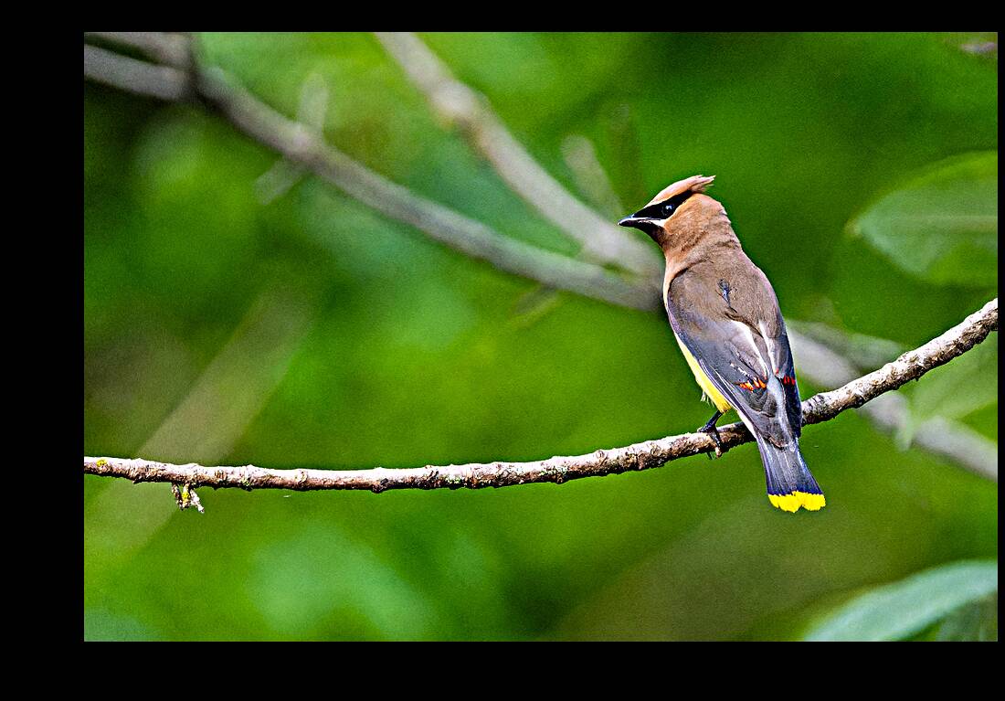 Cedar Waxwing Reproduction
