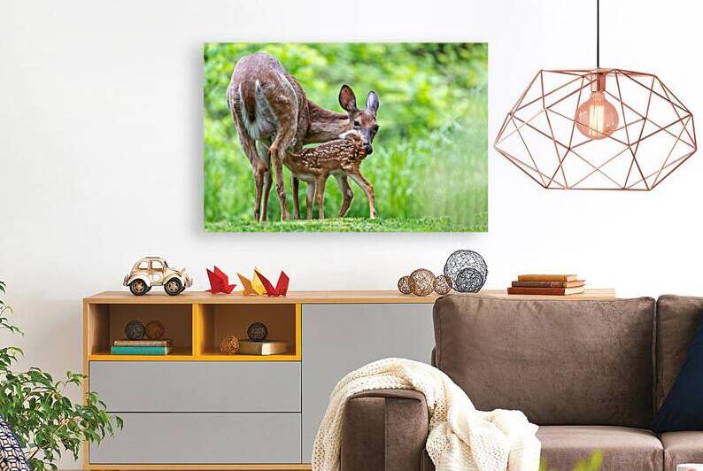 Doe & Fawn by Pisarek Photography