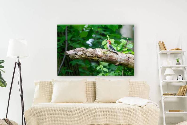 Red Belly Wood Pecker by Pisarek Photography