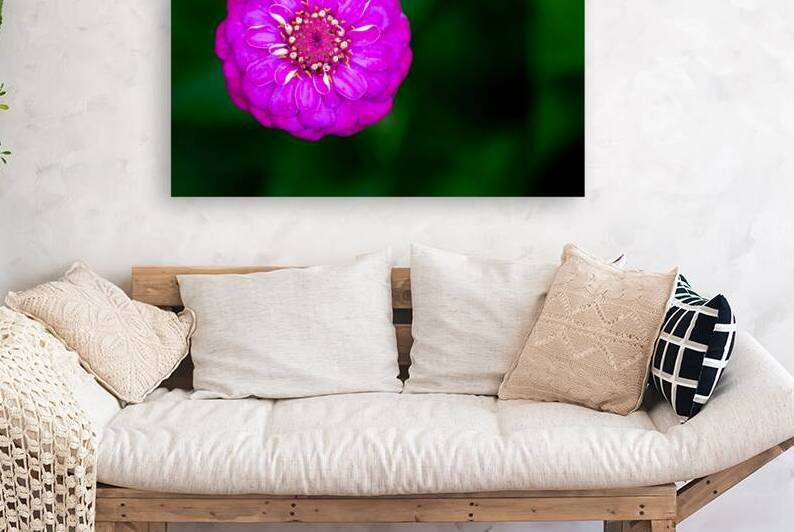 Purple Zinnia by Pisarek Photography