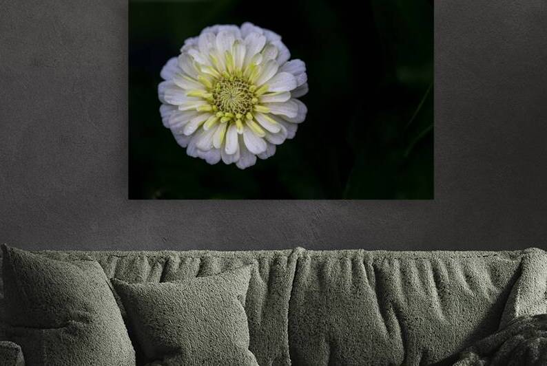 White Zinnia by Pisarek Photography