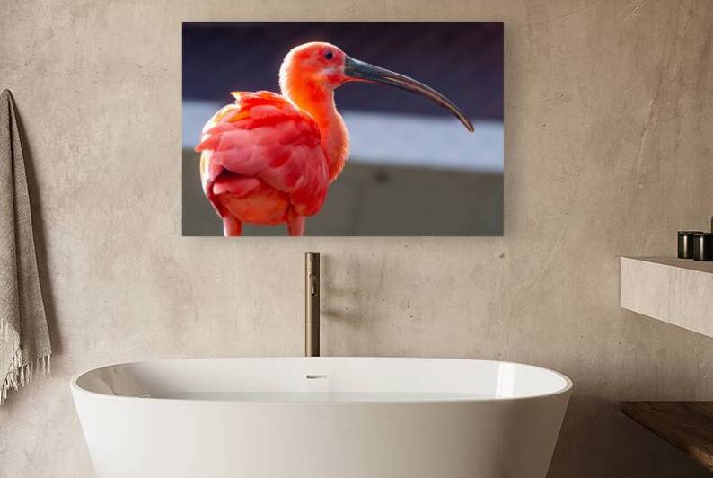 Scarlet Ibis by Pisarek Photography