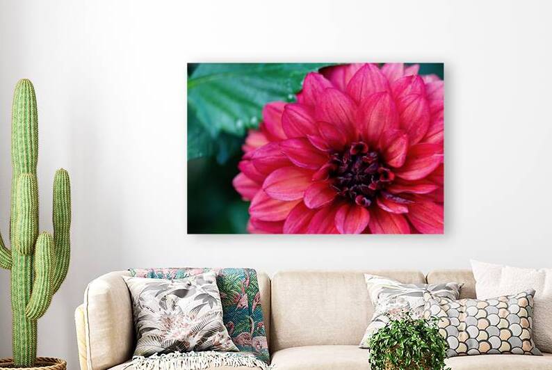 Dark Pink Dahlia by Pisarek Photography