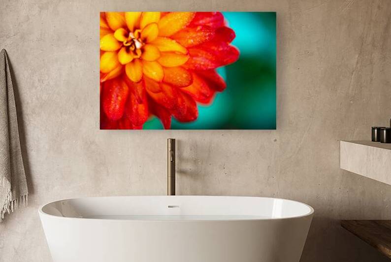 Orange and Yellow Zinnia by Pisarek Photography