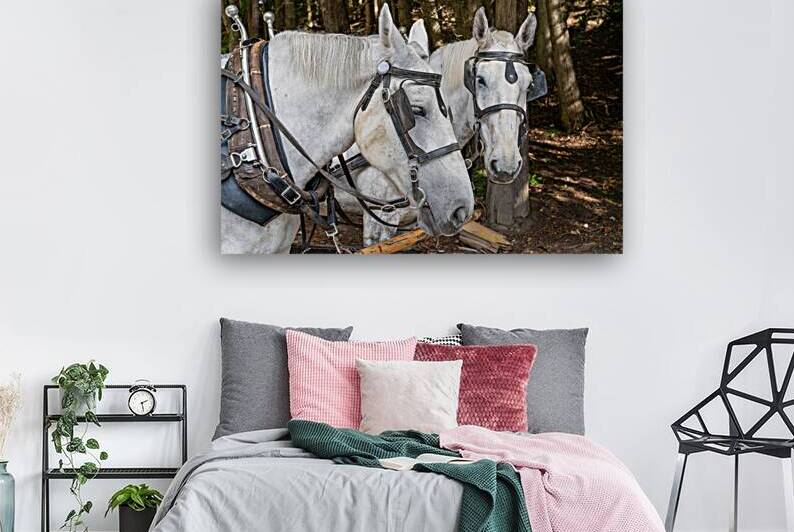 A pair of White Horses by Pisarek Photography