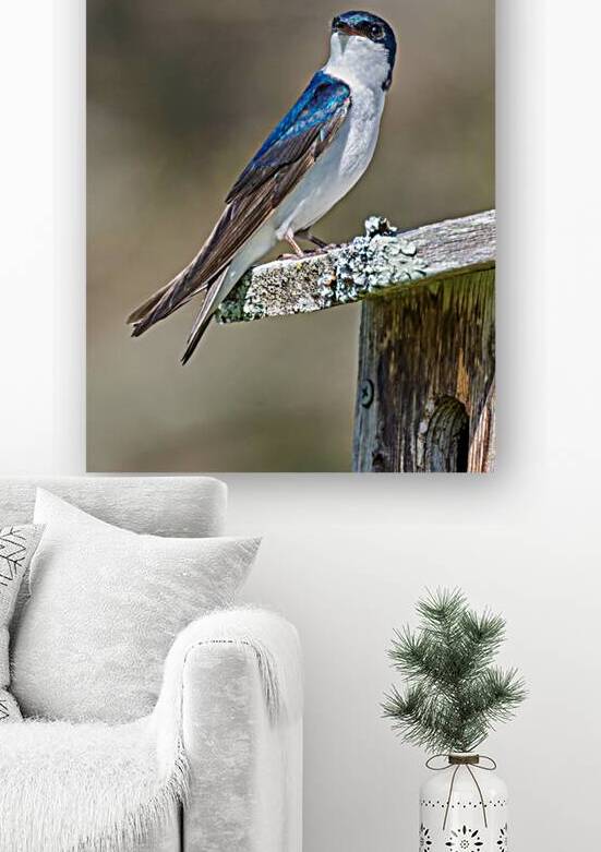 A Tree Swallow Enjoys a Sunny Day.  by Pisarek Photography