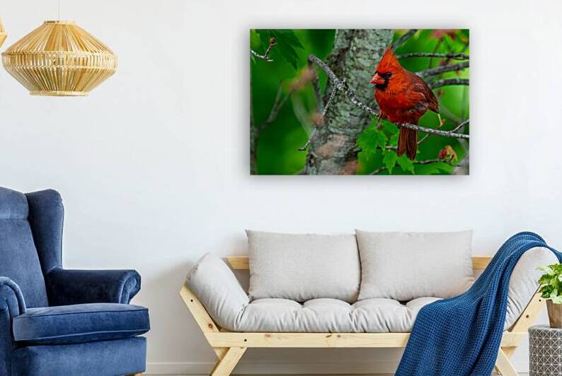 Northern Cardinal  by Pisarek Photography